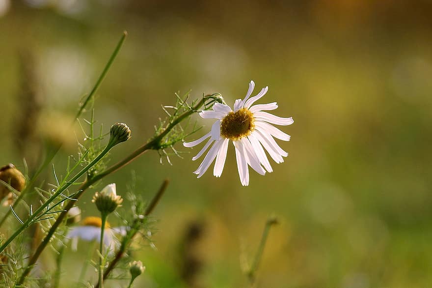 Daisy, wildflower, ramunėlių, pievos, gėlė, pobūdį