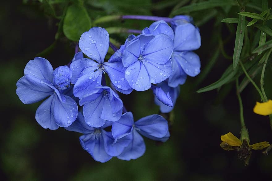 bunga, bunga biru, berkembang, menanam, serius, merapatkan, daun, musim panas, biru, daun bunga, kesegaran