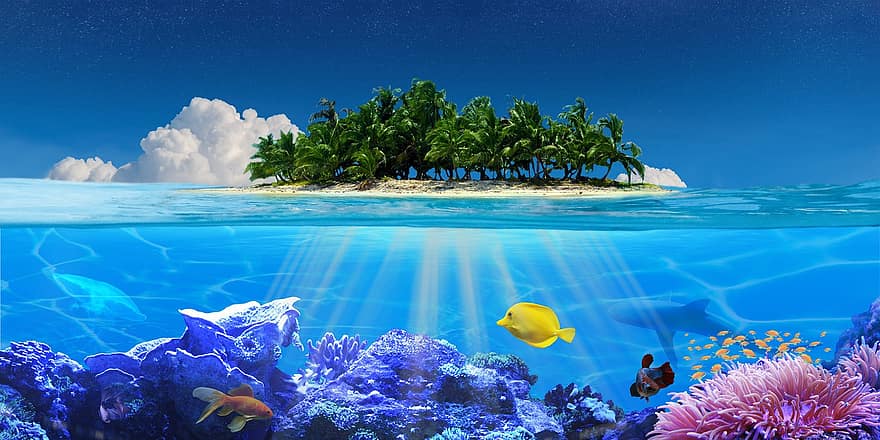 rev, under vann, korall, korallrev, fisk, øy