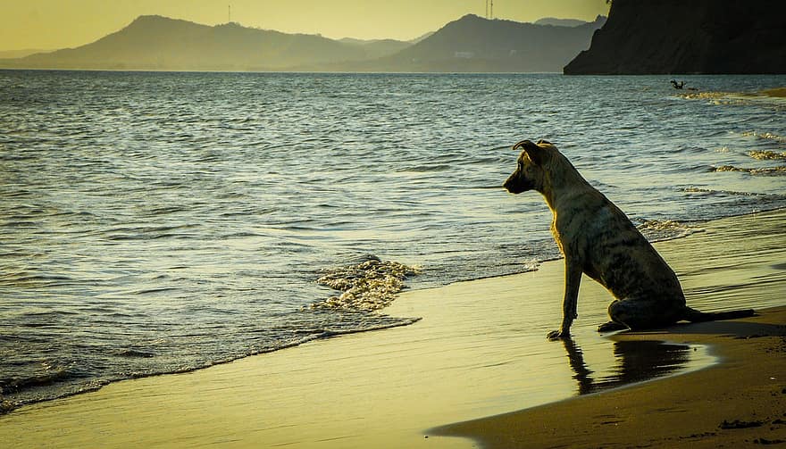 الكلب ، حيوان اليف ، شاطئ بحر ، ساحل ، دعم ، شاطئ البحر ، البحر ، محيط ، فجر ، حيوان ، الكلب المحلي