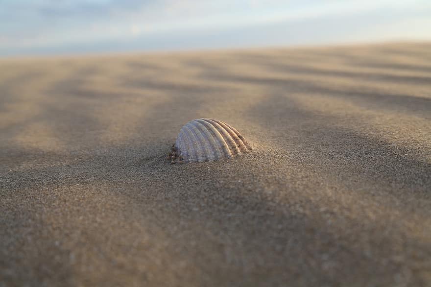 shell, moře, písek, oceán, letní, Dovolená, Příroda, námořní, boční