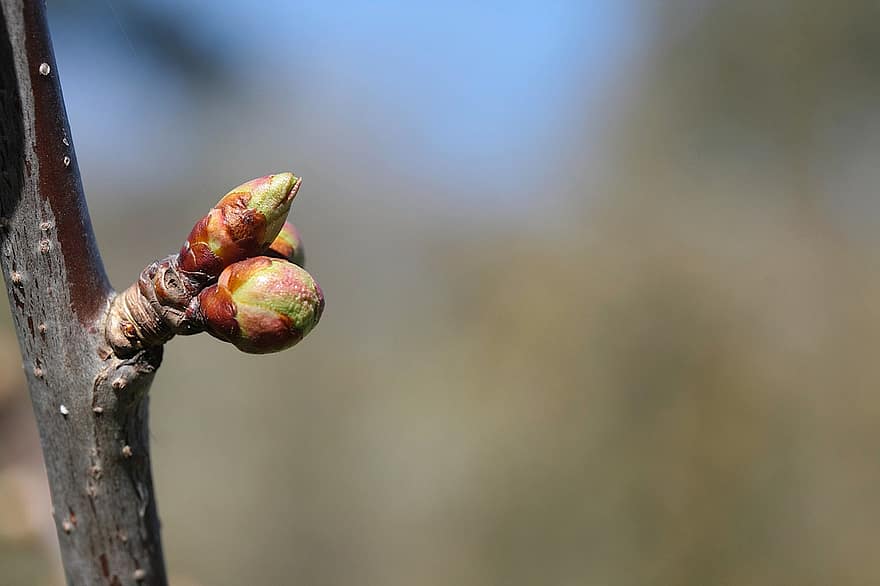 Buds, Shoots, Branch, Plant, Twig, Spring, Growth, Nature, Season
