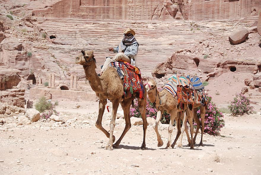 kamieļi, tuksnesis, braucējs, dzīvnieki, piekabe, petra, cilvēks, tūrismu, kamielis, kultūras, Āfrika