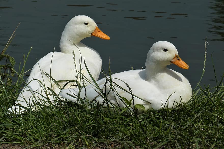 The White Of The Ducks, Kwakers, White, Duck, Plumage, Petting, Water, Waterfowl, Animal World, Of Course, Feathers