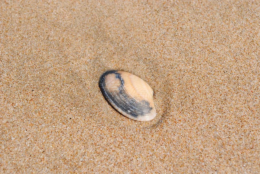 Seashell, Beach, Shore, Marine