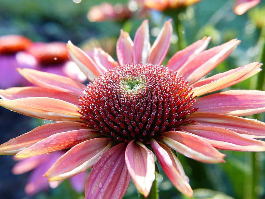 Echinacea, karpytuvas, žiedas, žydi, Iš arti, rasa, vandens lašeliai, gėlė, vaistinis augalas, Imuninė sistema, alternatyvioji medicina