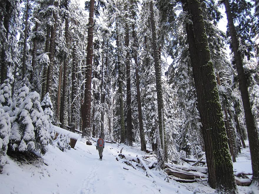 erdő, hó, túrázás, természetjáró, Férfi, szabadidő, Rekreációs tevékenység, pálya, útvonal, fák, téli