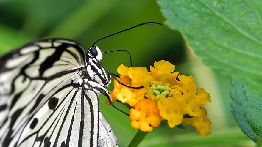 mariposa, insecto, alas, antenas, exótico, entomología, flor, pétalos, hojas