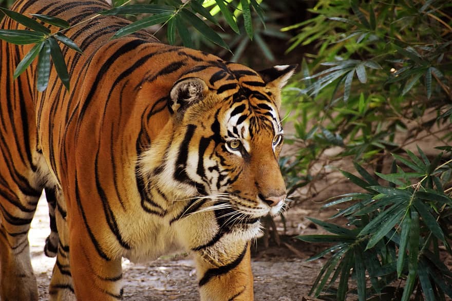 harimau, hewan, kebun binatang, kucing besar, garis-garis, licik, mamalia, alam, margasatwa, fotografi satwa liar, kucing liar
