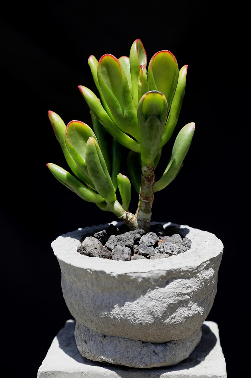 pianta, succulento, cactus, Giada Gollum