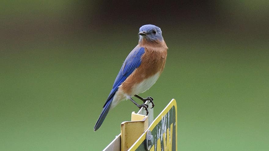 bluebird, πουλί, πτηνά, φτερό, ράμφος, γκρο πλαν, ζώα στη φύση, ένα ζώο, μπλε, πολύχρωμα, βρύση