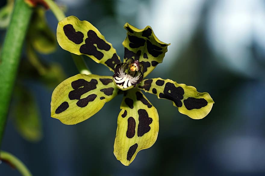 blomst, orkide, Gamma Scriptum, Papua orkide, flora, nærbilde, blad, grønn farge, anlegg, makro, gul