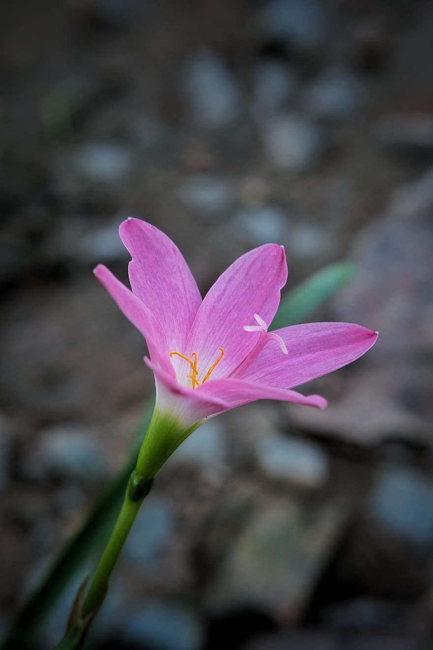 zephyr liliom, virág, növény, rózsaszín eső liliom, eső liliom, rózsaszín virág, szirmok, virágzás, természet