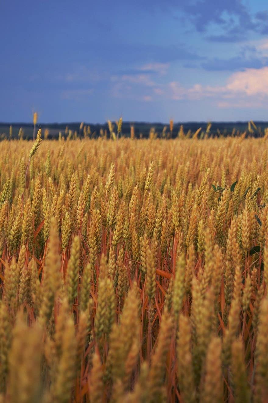 trigo, campo, naturaleza, agricultura, escena rural, granja, verano, crecimiento, planta, amarillo, prado