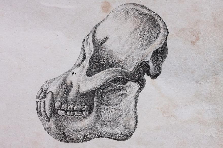 череп, череп і кістки, орангутанг, кістка, скелет, представництво, Туш індійські чорнило, Технологія точки, малювання ручкою та чорнилом, старий, папір