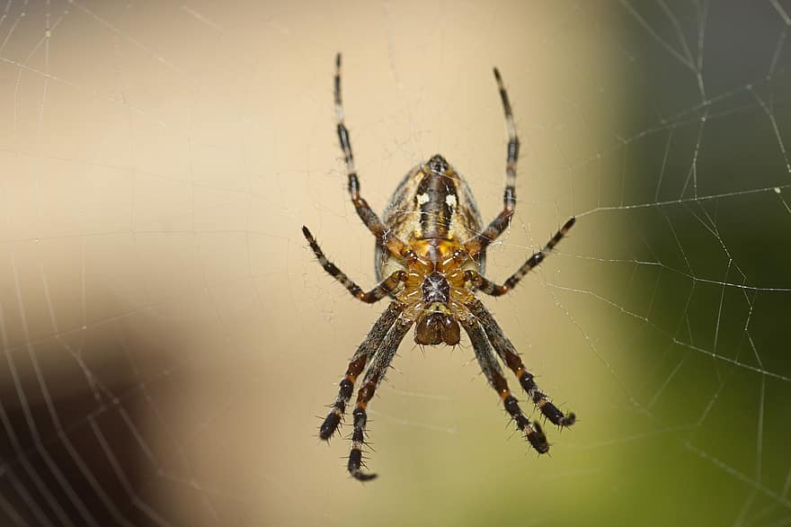 laba-laba, arakhnida, hewan, araneus, jaring laba-laba, margasatwa, lihat dari bawah, alam
