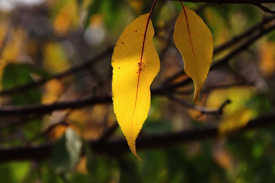 listy, podzim, Příroda