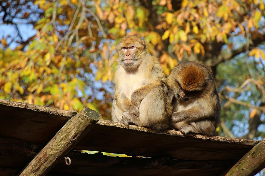 barbary macaque, aber, makak, lopper, dyr