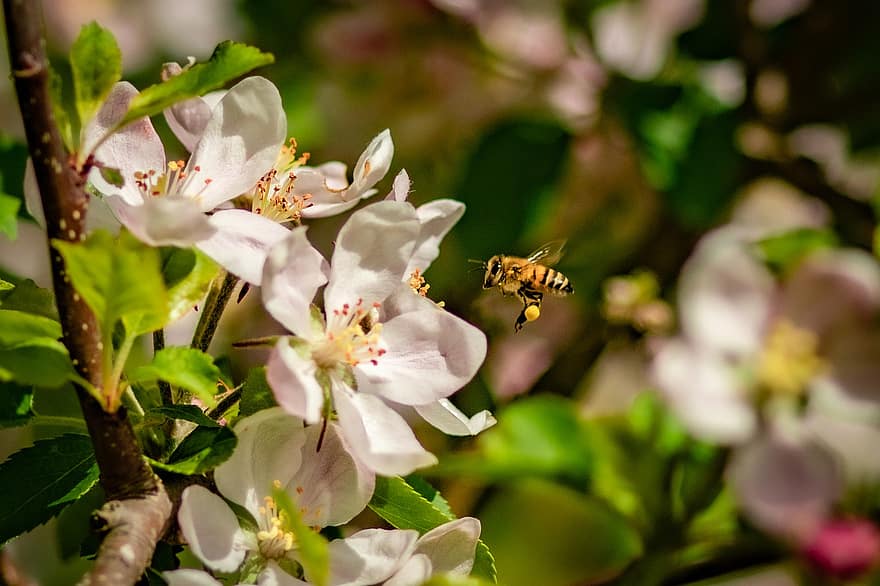bij, appel bloesem, bloemen, honingbij, insect, vliegend, bestuiving, fabriek, appelboom, de lente, tuin-