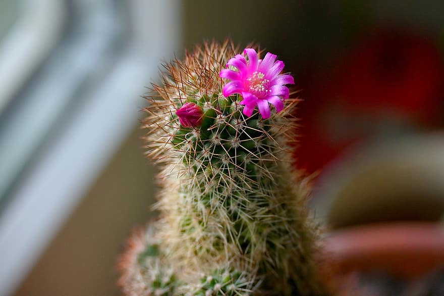 cactus, Mammillaria, cactus flower, floare, plantă de casă, floră