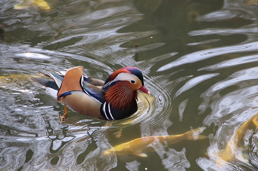 canard mandarin, oiseau, Koi Pond, étang, canard, sauvagine, oiseau d'eau, oiseau aquatique, animal, la nature