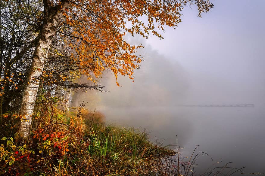 lago, outono, paisagem nevoenta, névoa, rio, natureza, árvore de vidoeiro