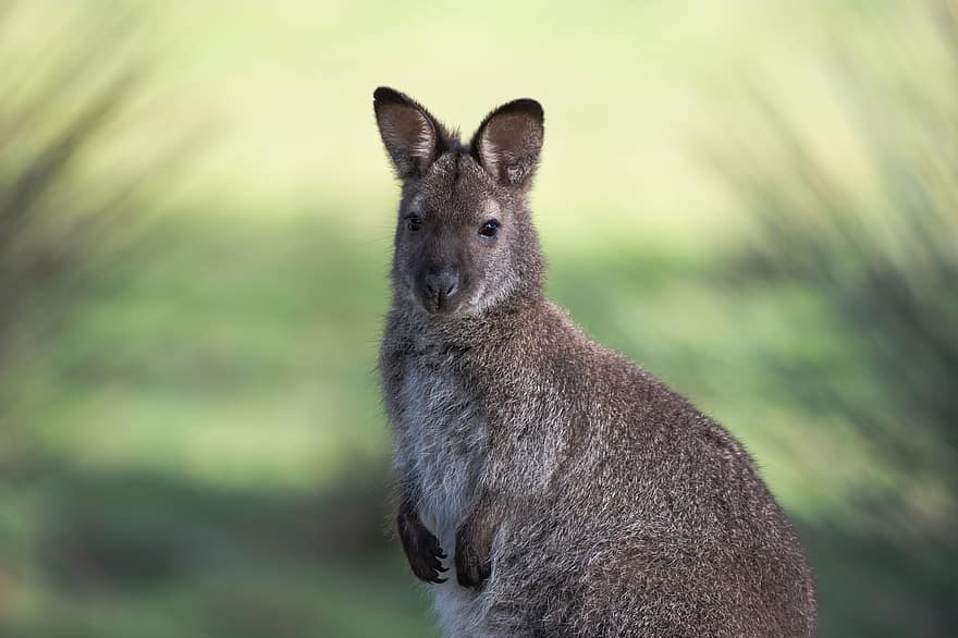 wallaby, dyr, dyreliv, bennetts wallaby, Notamacropus Rufogriseus, macropod, pattedyr, pungdyr, vill, portrett, Tasmanian