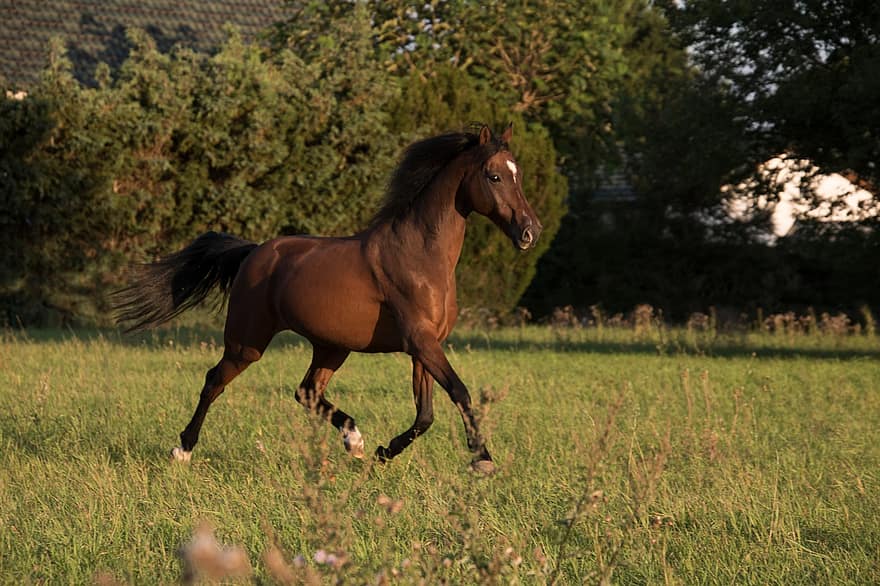 말, 달리는, 질주하는, 달리기 말, 질주하는 말, 포유 동물, 동물, 타기, 속보, 운동, 갈색 말