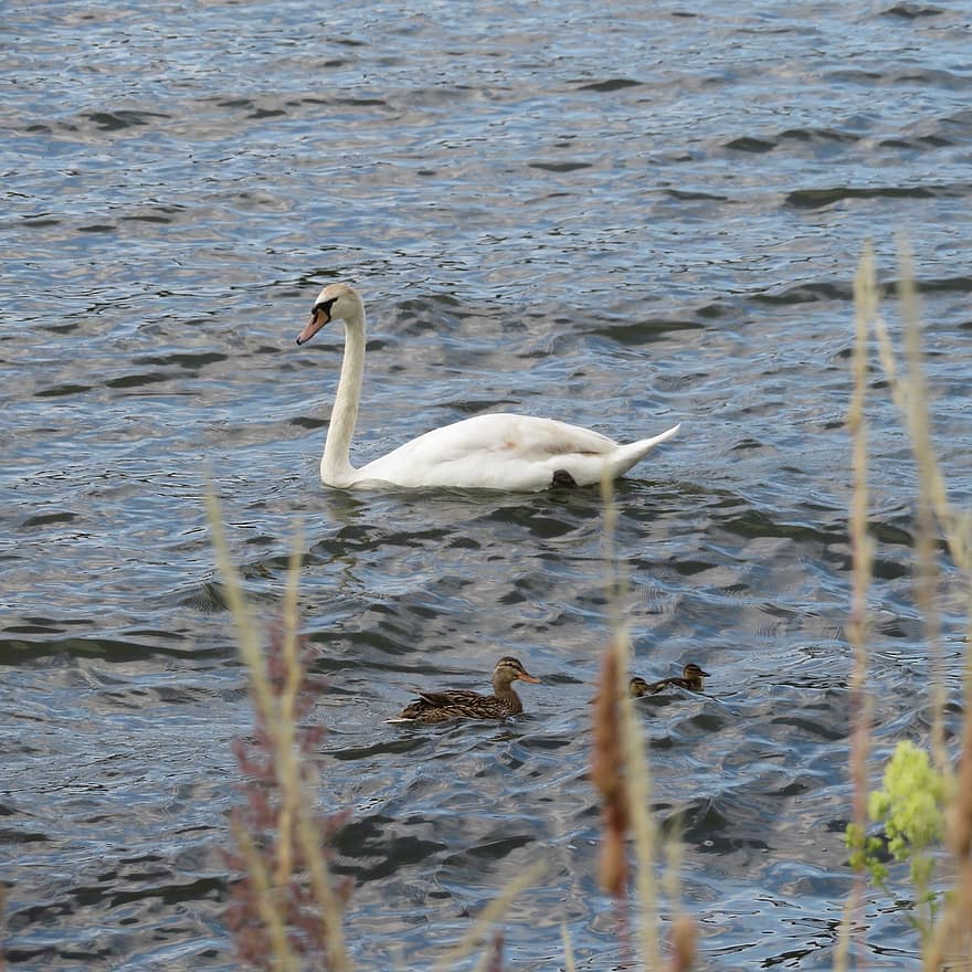 Swan, Duck, River, Mallard, Chicks, Ducklings, Waterfowls, Water Birds, Aquatic Birds, Rhine, Rhine River