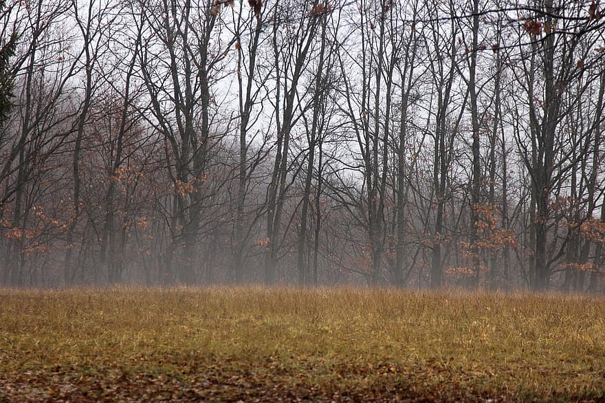 brouillard, les bois, clairière, brumeux, la nature, forêt, des arbres, écologie, arbre, l'automne, saison