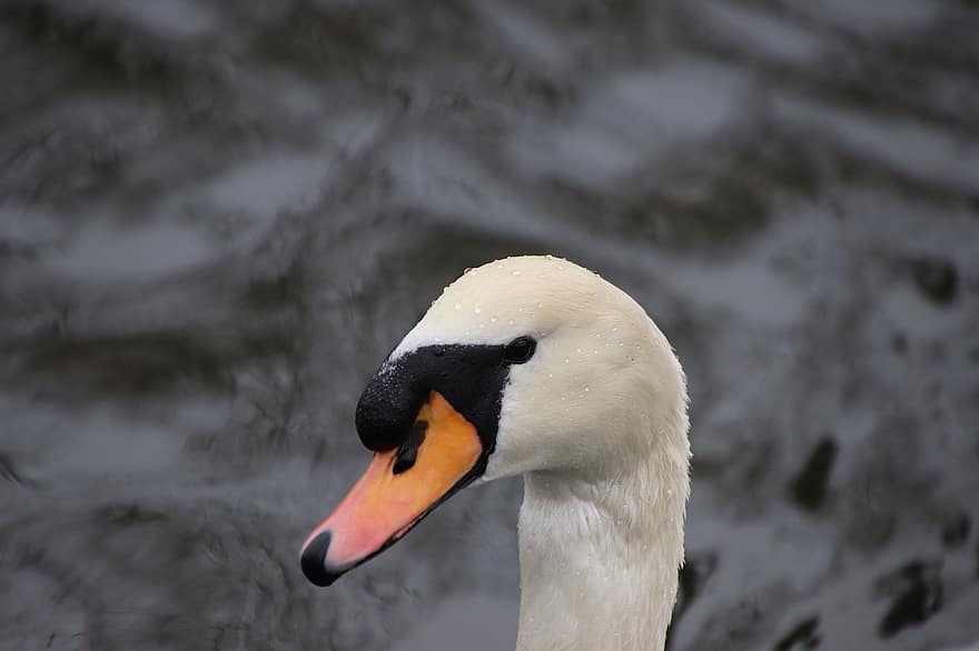mute swan, labuť, pták, bílá labuť, vodní ptáci, vodní pták, zvíře, peří, hlava, zobák, jezero