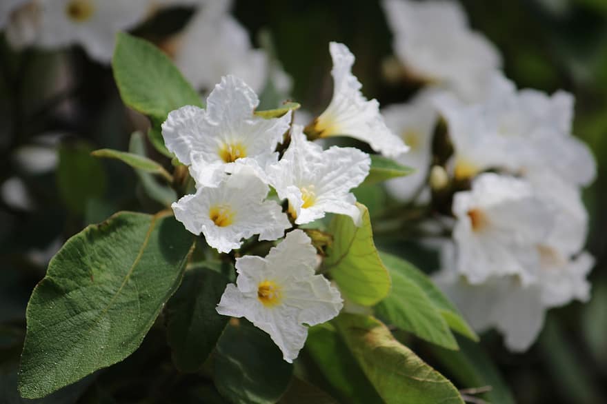 vit, blommor, kronblad, blomma, flora, vita blommor, vita kronblad, blomsterodling, hortikultur, botanik, natur