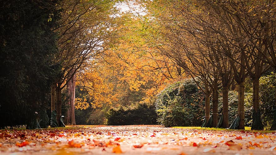 дерева, листя, парк, шлях, ліс, осінь, осінні кольори, осінній колір, ходити, барвисті