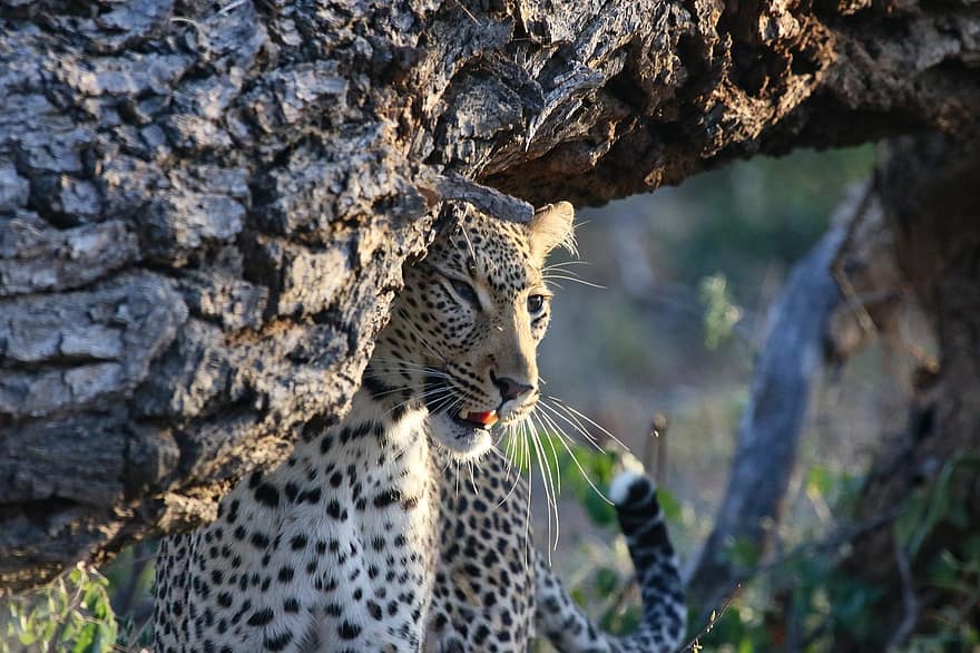 leopard, dyr, pattedyr, rovdyr, dyreliv, safari, Zoo, natur, dyreliv fotografering