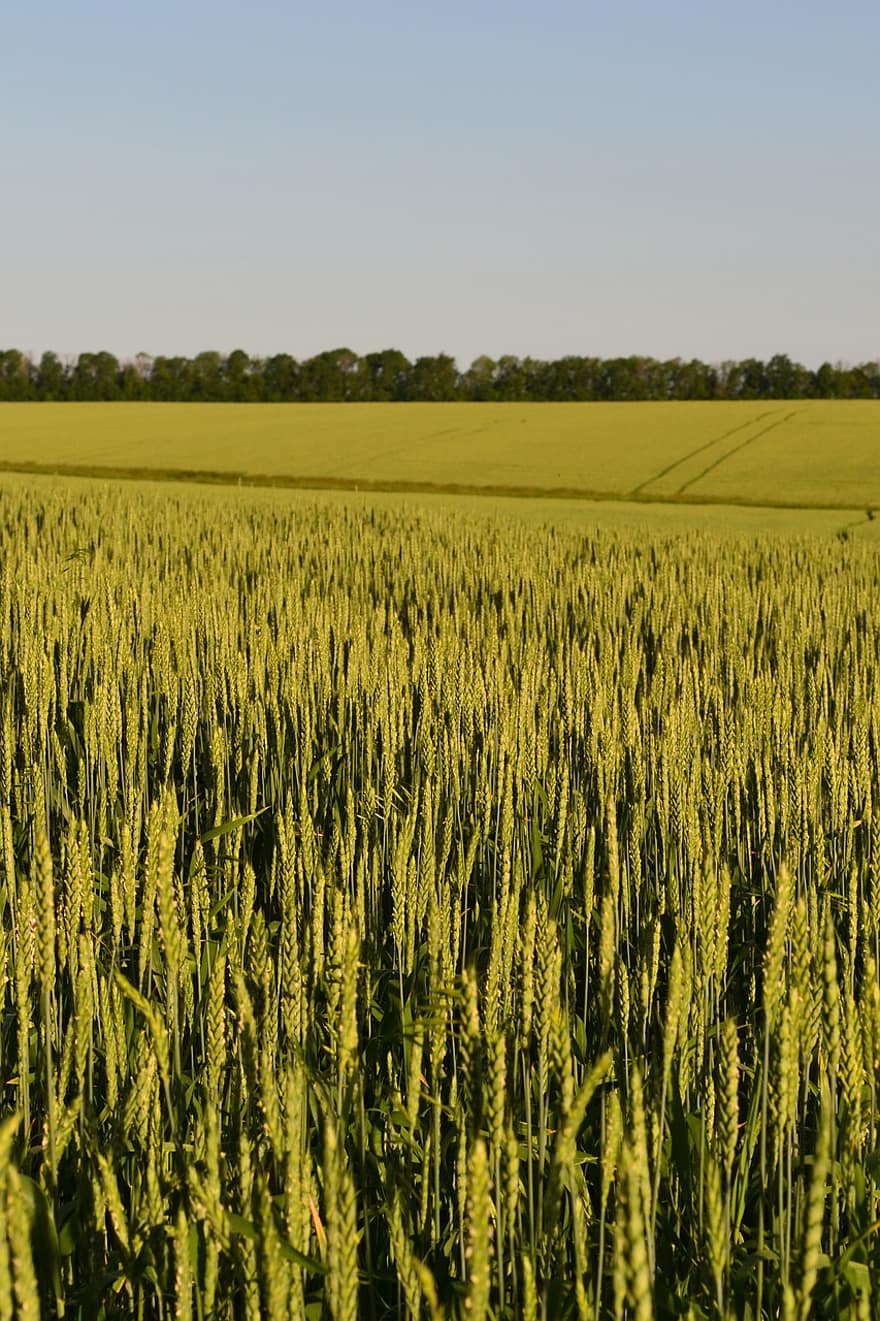 campo de trigo, terras agrícolas, colheita, agricultura, cena rural, Fazenda, verão, Prado, crescimento, plantar, trigo