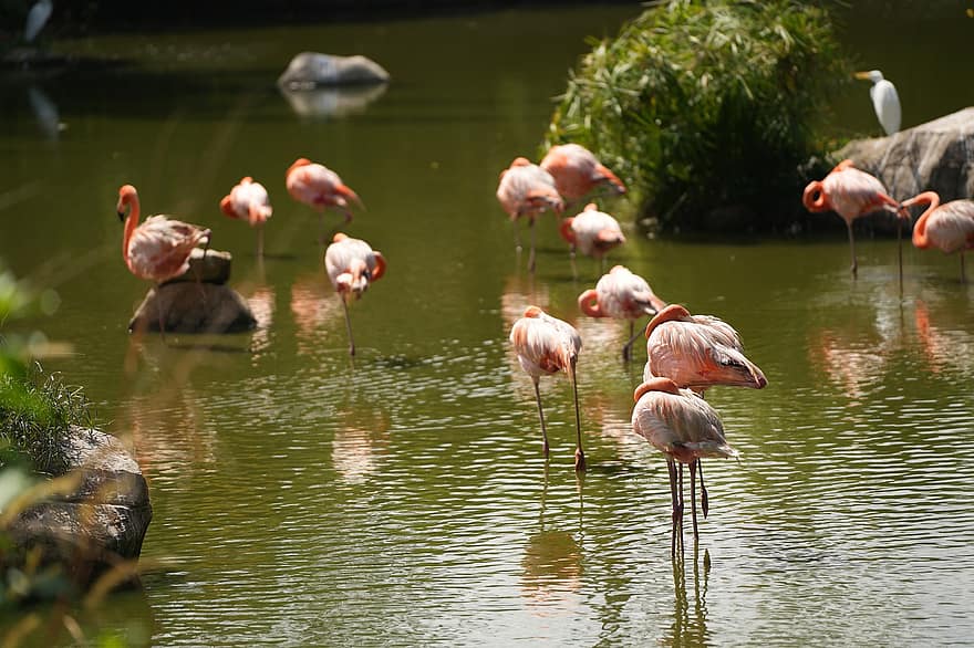 flamingi, jezioro, park, woda, dziób, pióro, zwierzęta na wolności, staw, wielobarwne, Grupa, kolor różowy