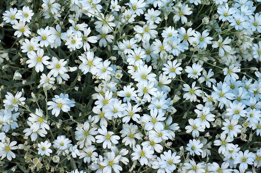 białe kwiaty, rogownica, biały, wiosna, rośliny, Natura