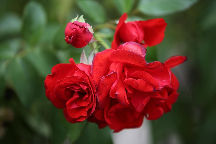 rosas, las flores, planta, brote, rosas rojas, Flores rojas, floración, flor, planta ornamental, flora, naturaleza