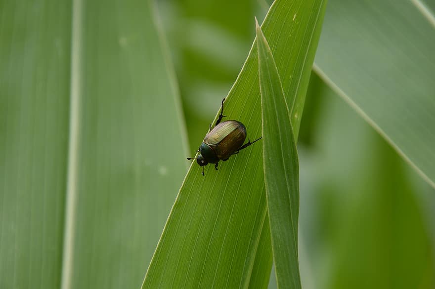 japoński chrząszcz, owad, odchodzi, chrząszcz, skarabeusz, Zielony, roślina, Natura