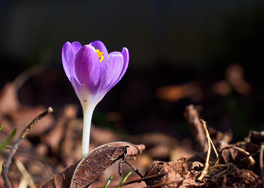 крокус, квітка, пурпурна квітка, дика квітка, лісова підлога, весна