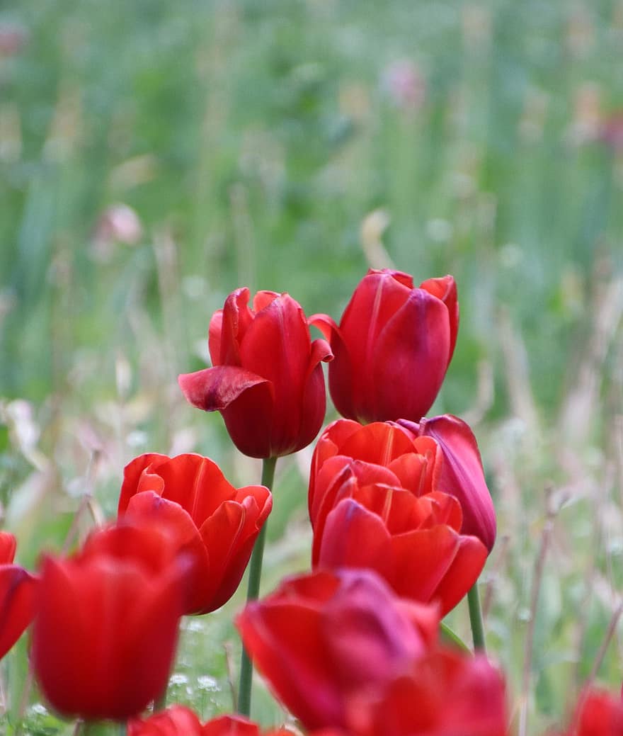 tulip, bunga-bunga, tulip merah, bunga merah, berkembang, mekar, tanaman, berbunga, flora, merapatkan