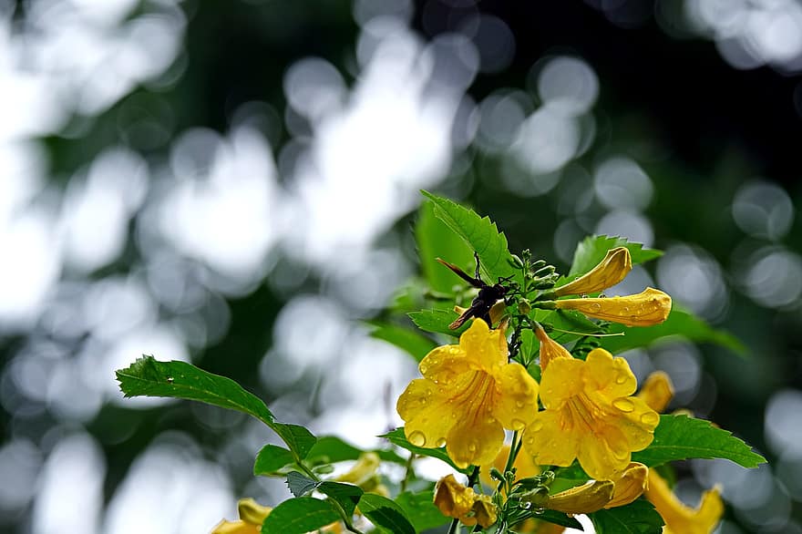tecoma stans, Жълт старейшина, жълти цветя, цветя, флора, листо, растение, едър план, лято, жълт, зелен цвят