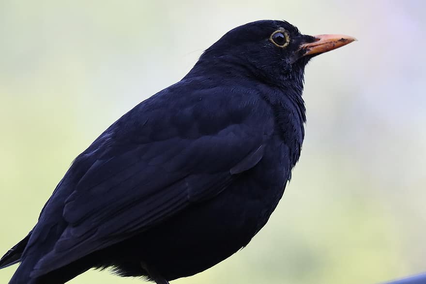 blackbird, putns, skaists, raksturs, spalvu, spalvas, savvaļas, ornitoloģija, savvaļas dzīvnieki, sēž, knābis