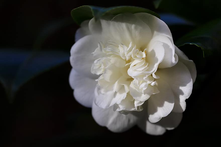 Camellia, Camellia Flower, White, Petals, Bloom, Blossom, Early Bloomer, Bush
