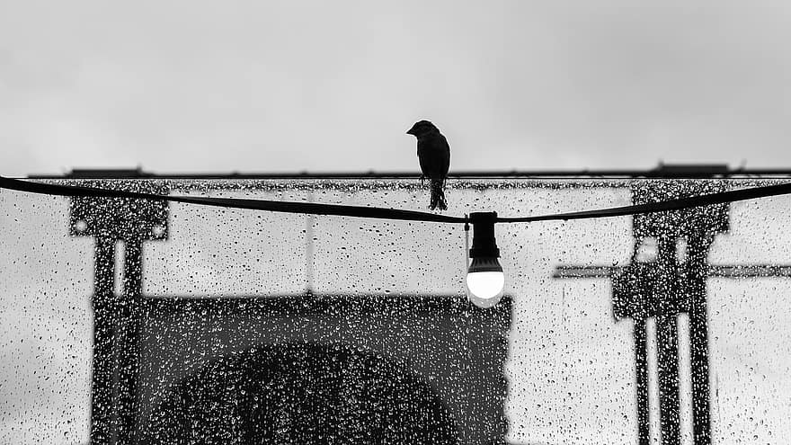 pasăre, ploaie, panou de sticla, alb-negru, vreme, iarnă, umed, siluetă, felinar, a închide, un animal
