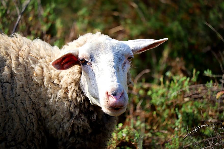 овца, животное, млекопитающее, живая природа, животный портрет, Греция, ферма, сельская сцена, трава, сельское хозяйство, домашний скот