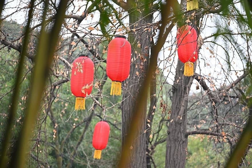 lantaarn, festival, decoratie, Azië, culturen, herfst, Chinese cultuur, boom, viering, Chinese lantaarn, traditioneel festival