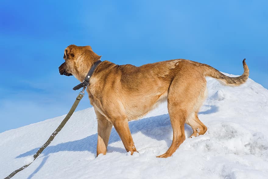 cão, trela, neve, animal, cão doméstico, canino, mamífero, passear, inverno