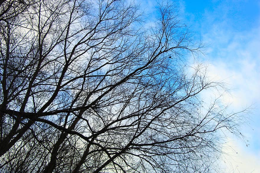 träd, grenar, himmel, skog, trän, bara träd, blå, gren, säsong, blad, bakgrunder
