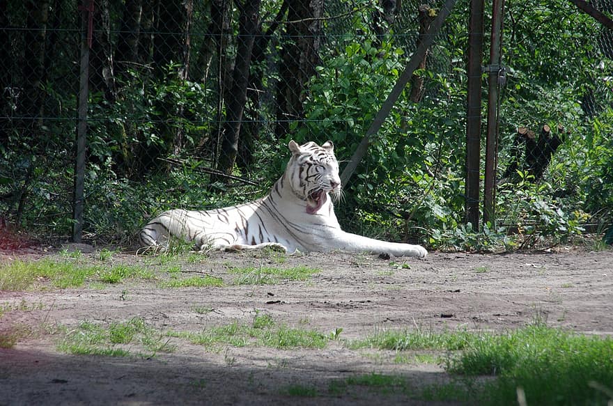животное, белый тигр, млекопитающее, тигр, вид, фауна, живая природа, бенгальский тигр, кошка без усердия, животные в дикой природе, кошачий